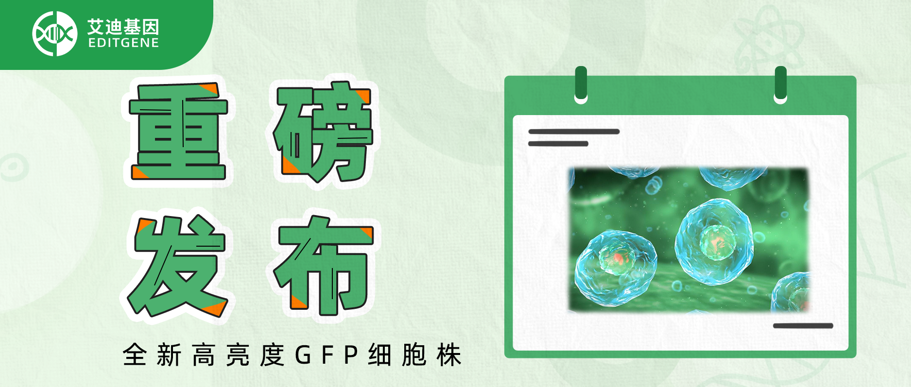 重磅发布：全新高亮度GFP细胞株！